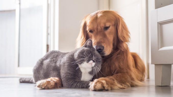 Advice on the selection and care of pets: Create harmony with us!